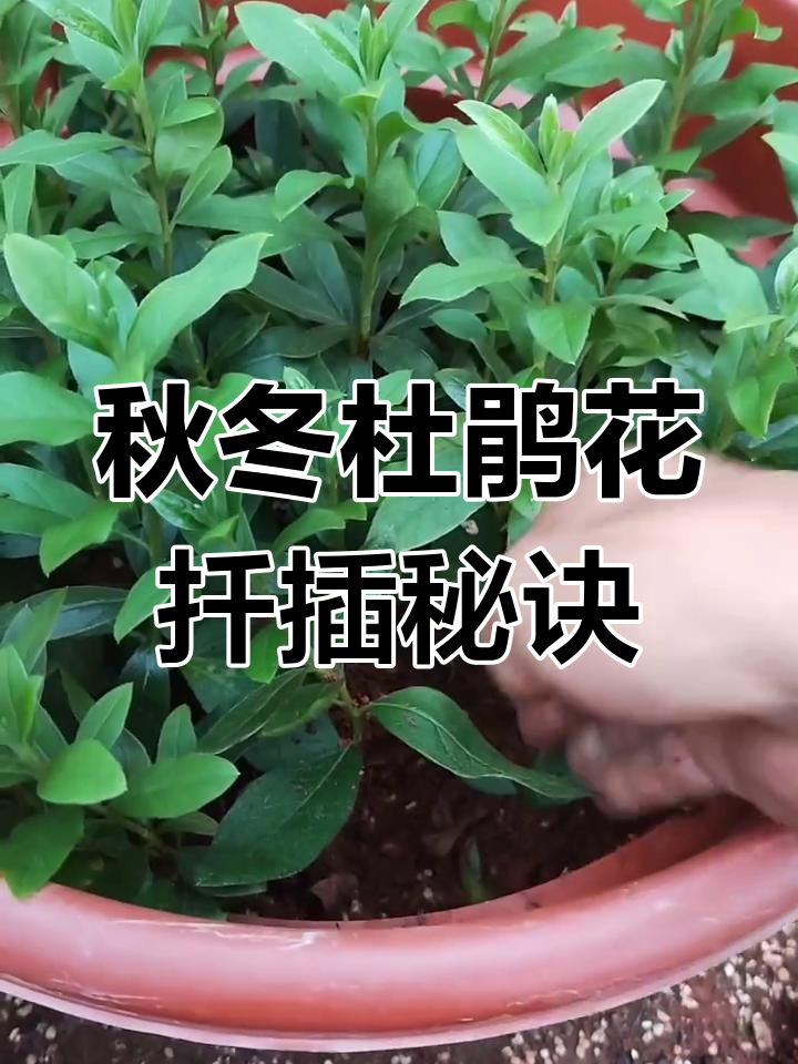 秋季杜鹃花扦插技巧,选对枝条轻松生根