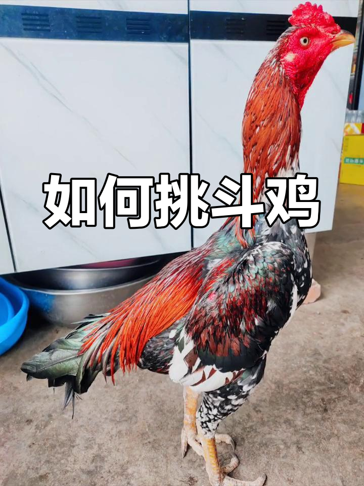 挑选斗鸡的技巧与要点，如何选到优质品种