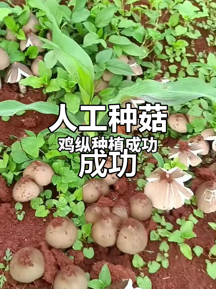 人工种植鸡枞菌,三千年的美味传承