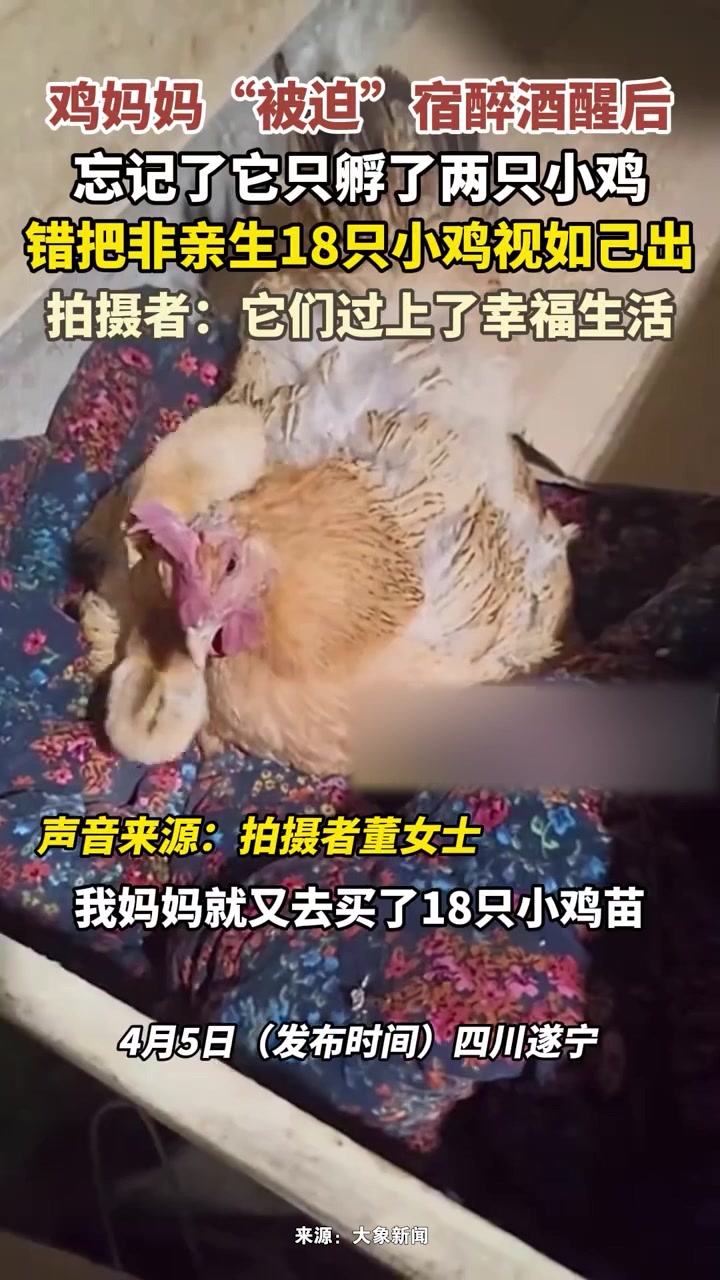 鸡妈妈宿醉酒醒后,忘记了它只孵了两只小鸡,错把非亲生18只小鸡仔视如己出