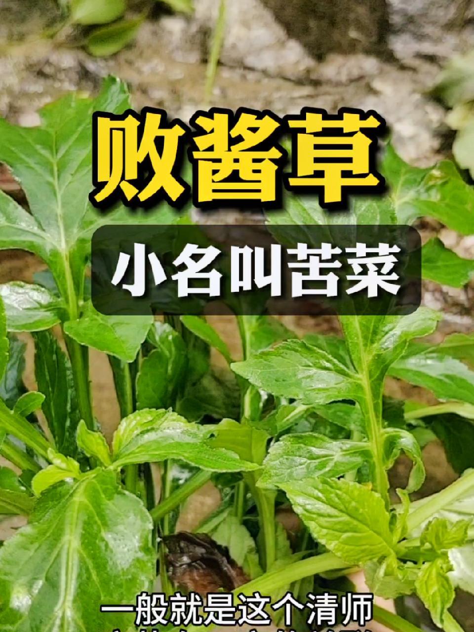 小时候过的很苦,很长一段时间,靠吃苦菜来给白米饭增香,看着现在的各类市场科技菜,突然觉得小