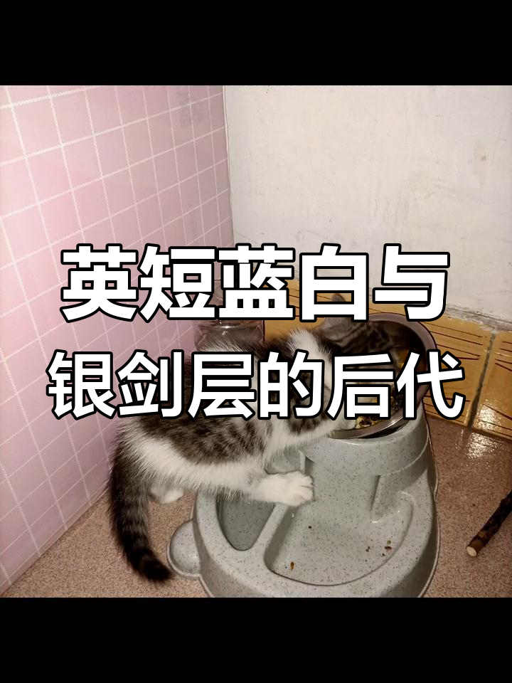 鱼骨纹银渐层猫的父母背景