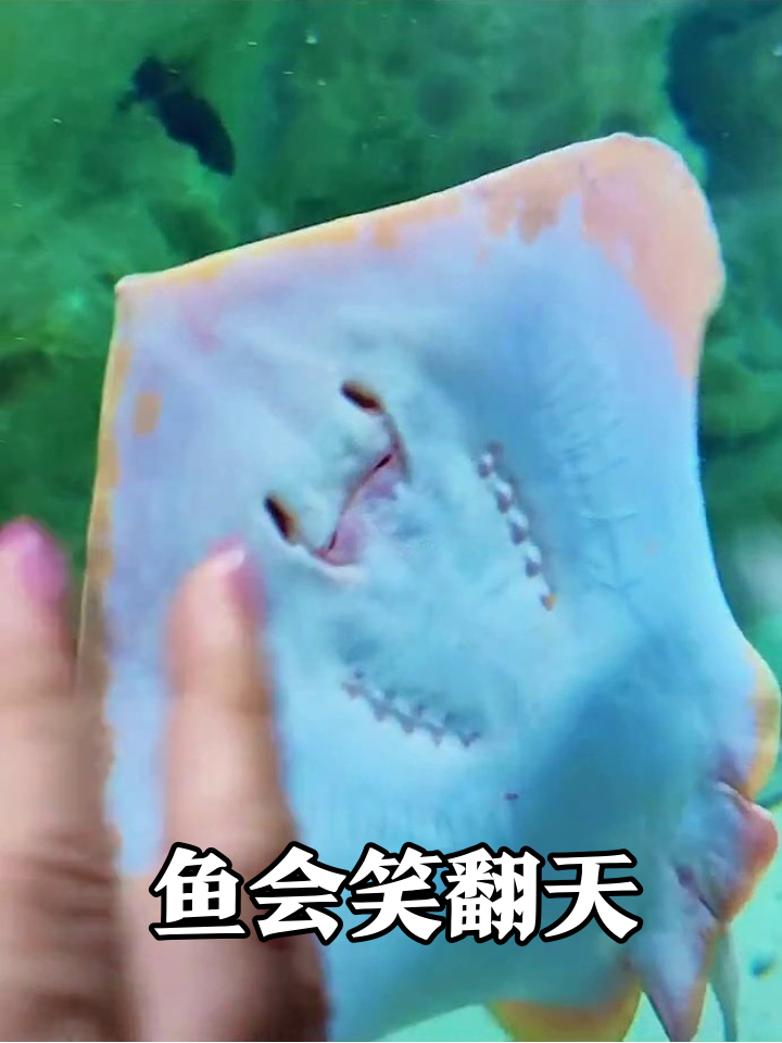 鳐鱼咧嘴笑出表情包!游客:这鱼成精了吧