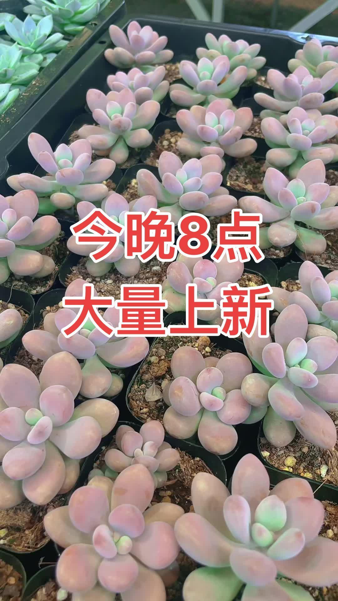 多肉植物 今晚大量上新,并且没有封顶限额了哦!来吧,两个充电宝已备齐,今晚决战到天亮!花卉