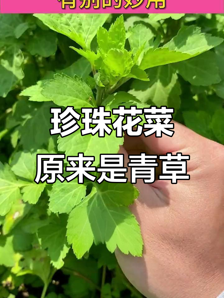珍珠花菜竟是青草,你见过吗?