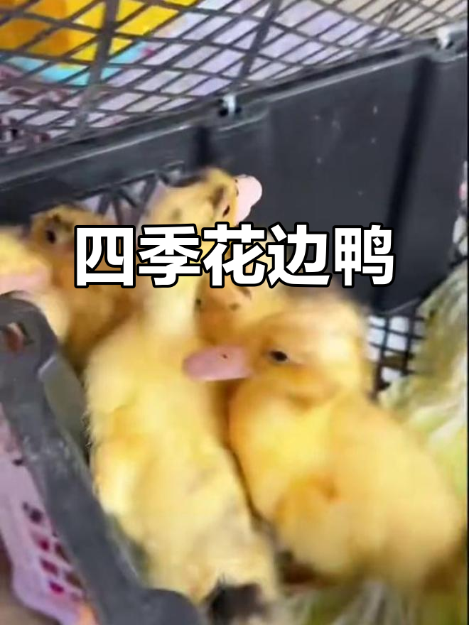 花边鸭:美丽高产,四季下蛋,水养旱养皆宜
