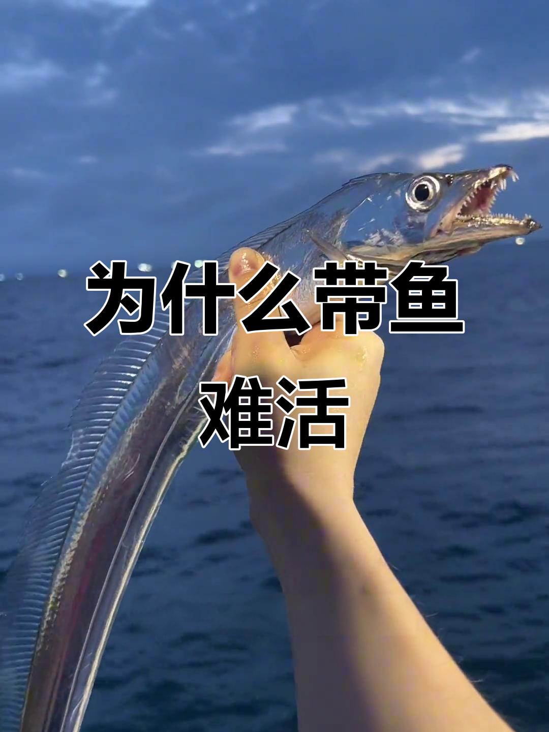 带鱼为何总死?揭秘海底压力与捕捞难题