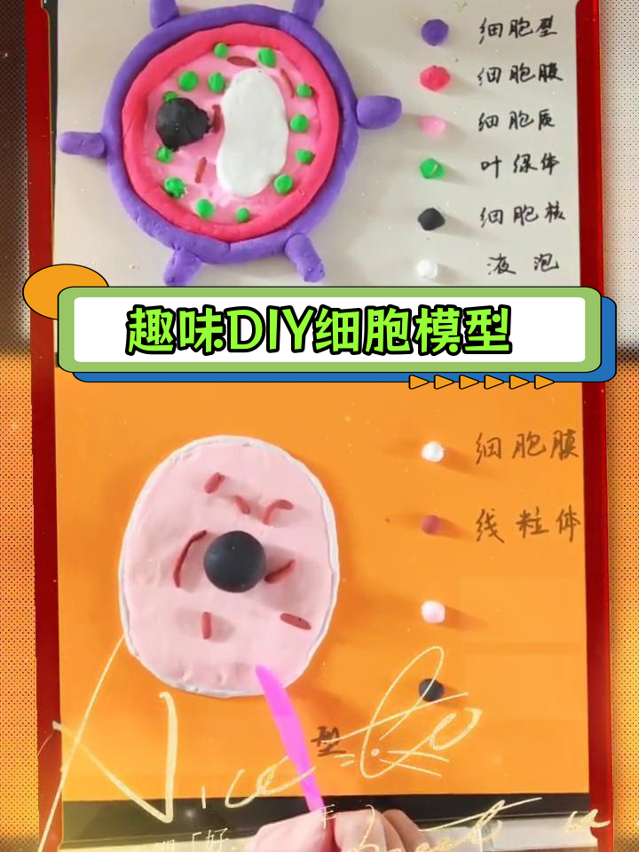 超轻粘土手工制作细胞模型