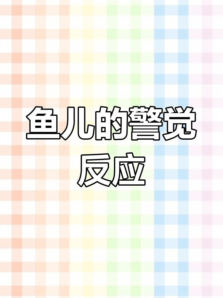 红火蚁入缸,鱼儿警惕性大增,一拍就跑,反应超有趣!