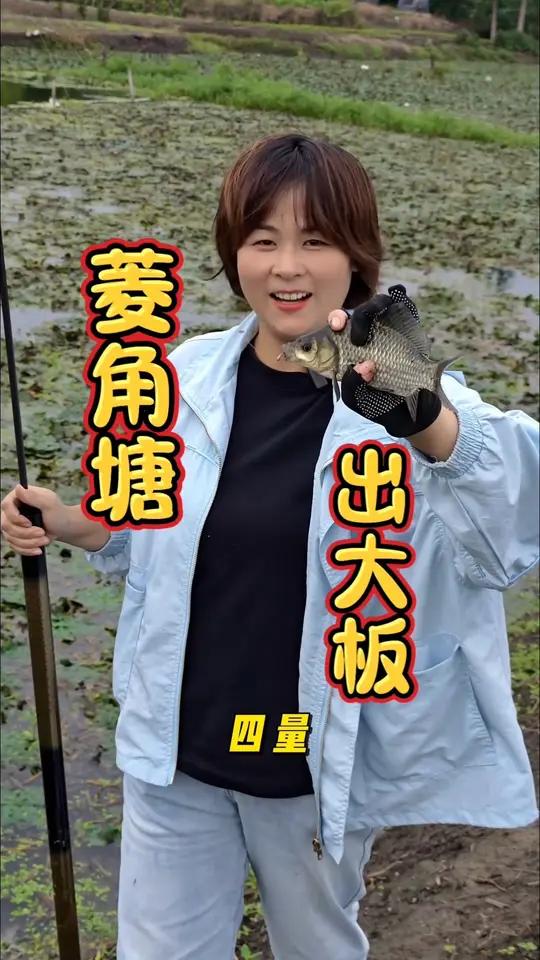 怎么办天天有任务,钓友们快出来钓鱼啦菱角塘出板板了 女钓手野河野钓领航炮青云直上