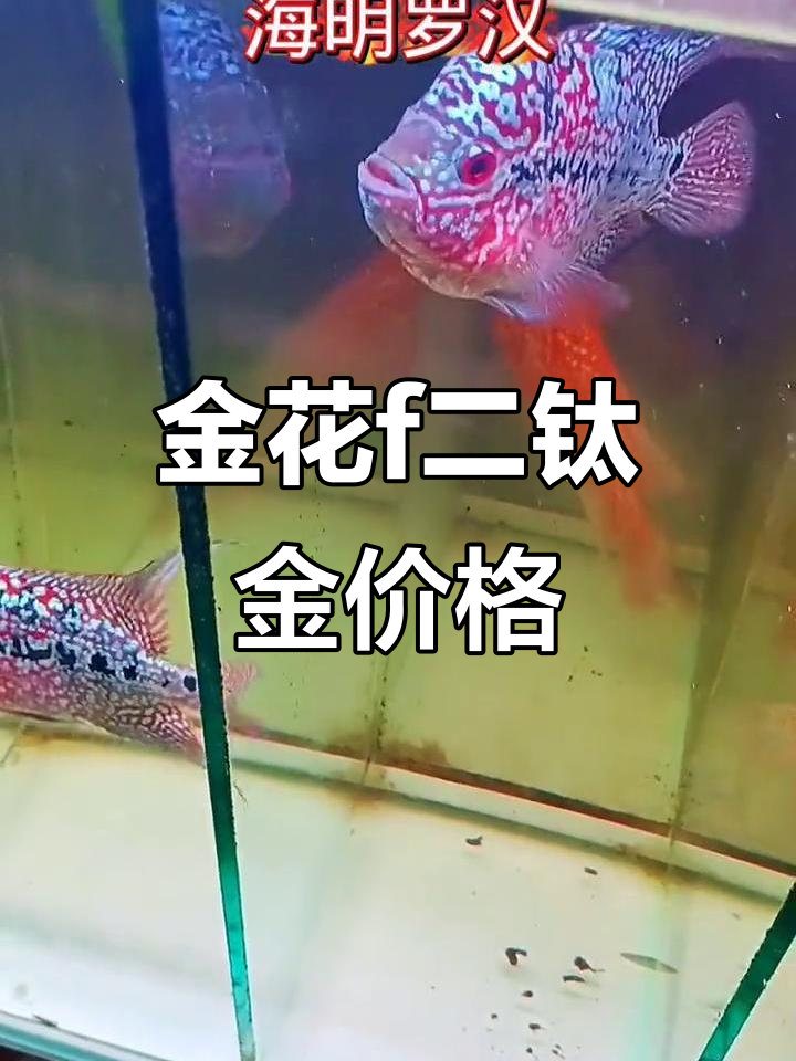 国产金花罗汉鱼,六七公分大小,你能接受的价格是多少?