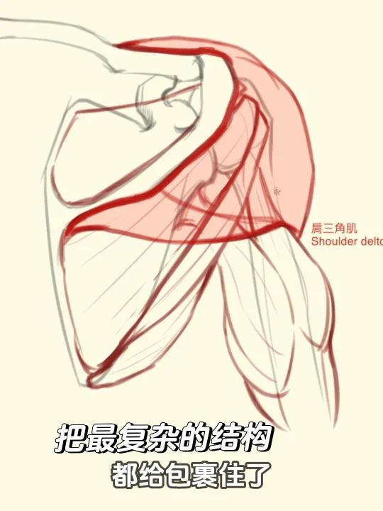 肩部肌群解析:三角肌与肱三头肌的附着!