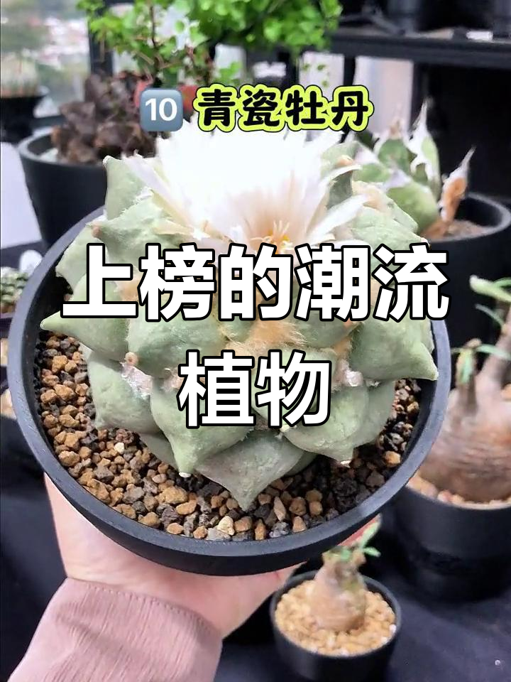 植物红榜,哪些块根多肉上榜?