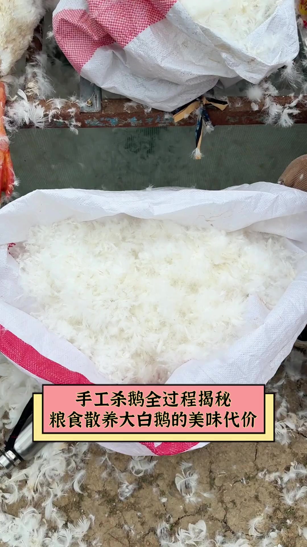手工杀鹅全过程揭秘,粮食散养大白鹅的美味代价