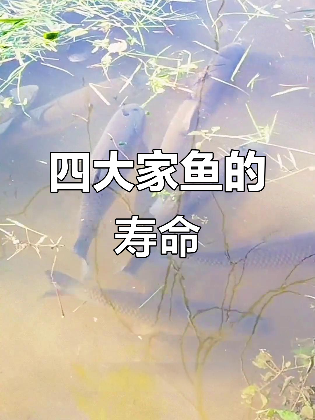 四大家鱼寿命揭秘:鲤草鲫青能活多久?