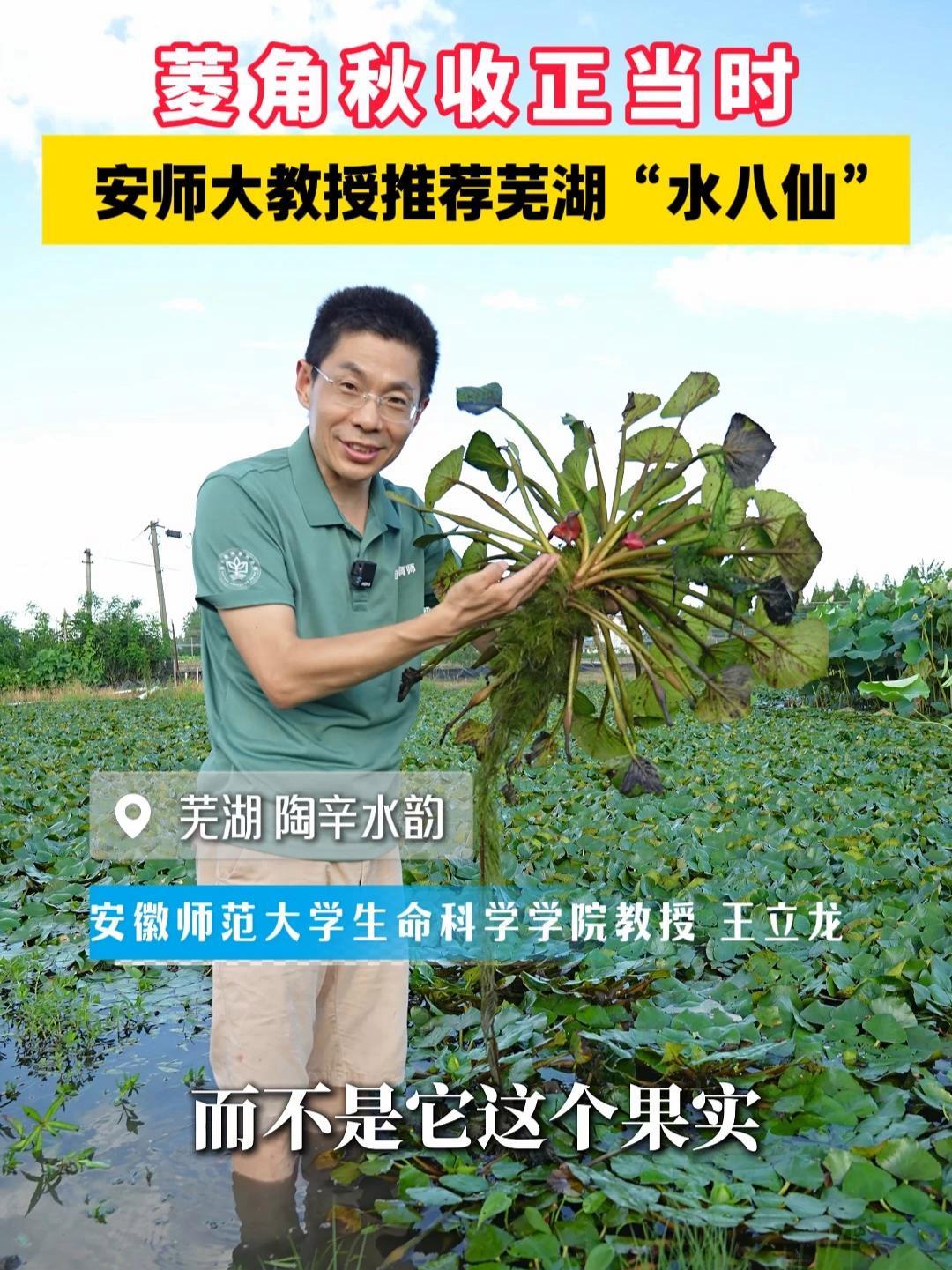 菱角秋收正当时 安师大教授推荐芜湖“水八仙” 安徽师范大学生命科学学院王立龙教授@自然之歌