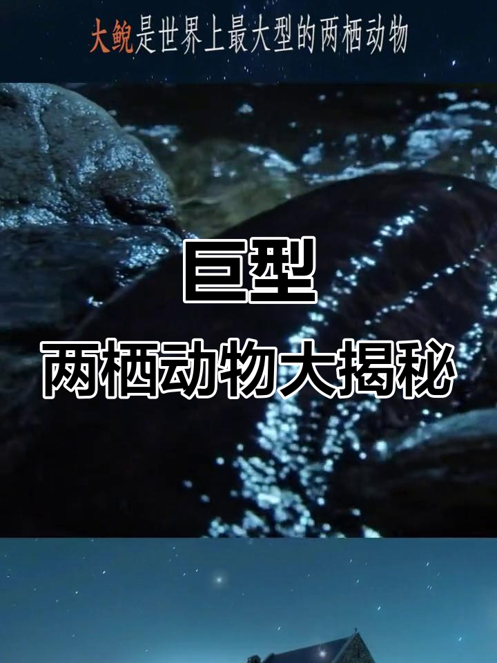 大鲵:冰水中独行猎食者,寿命长达80年