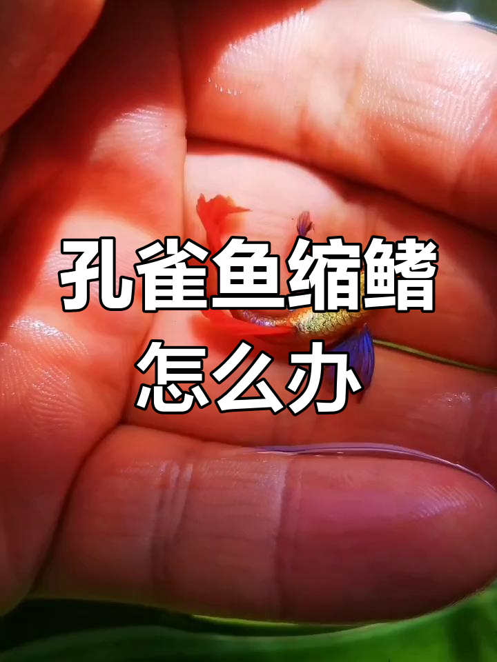 孔雀鱼缩鳍缩尾?这三招让它恢复健康,无需下药