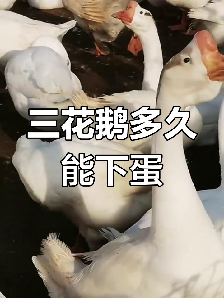 三花鹅产蛋周期与数量揭秘，养鹅人必看！