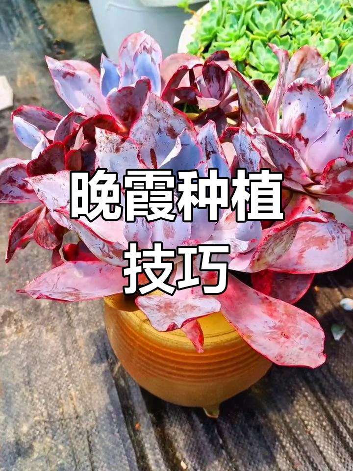 晚霞多肉养护全攻略