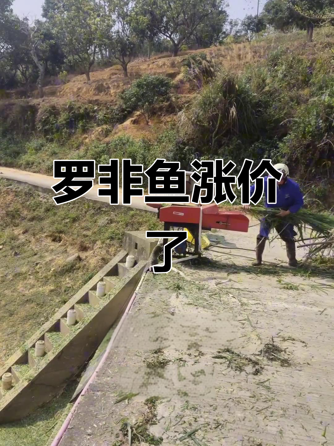 2024年罗非鱼价格大涨,各地收购价全线上涨