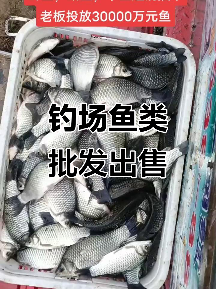 铜陵钓场新鲜鲫鱼、草鱼、青鱼批发,质量上乘