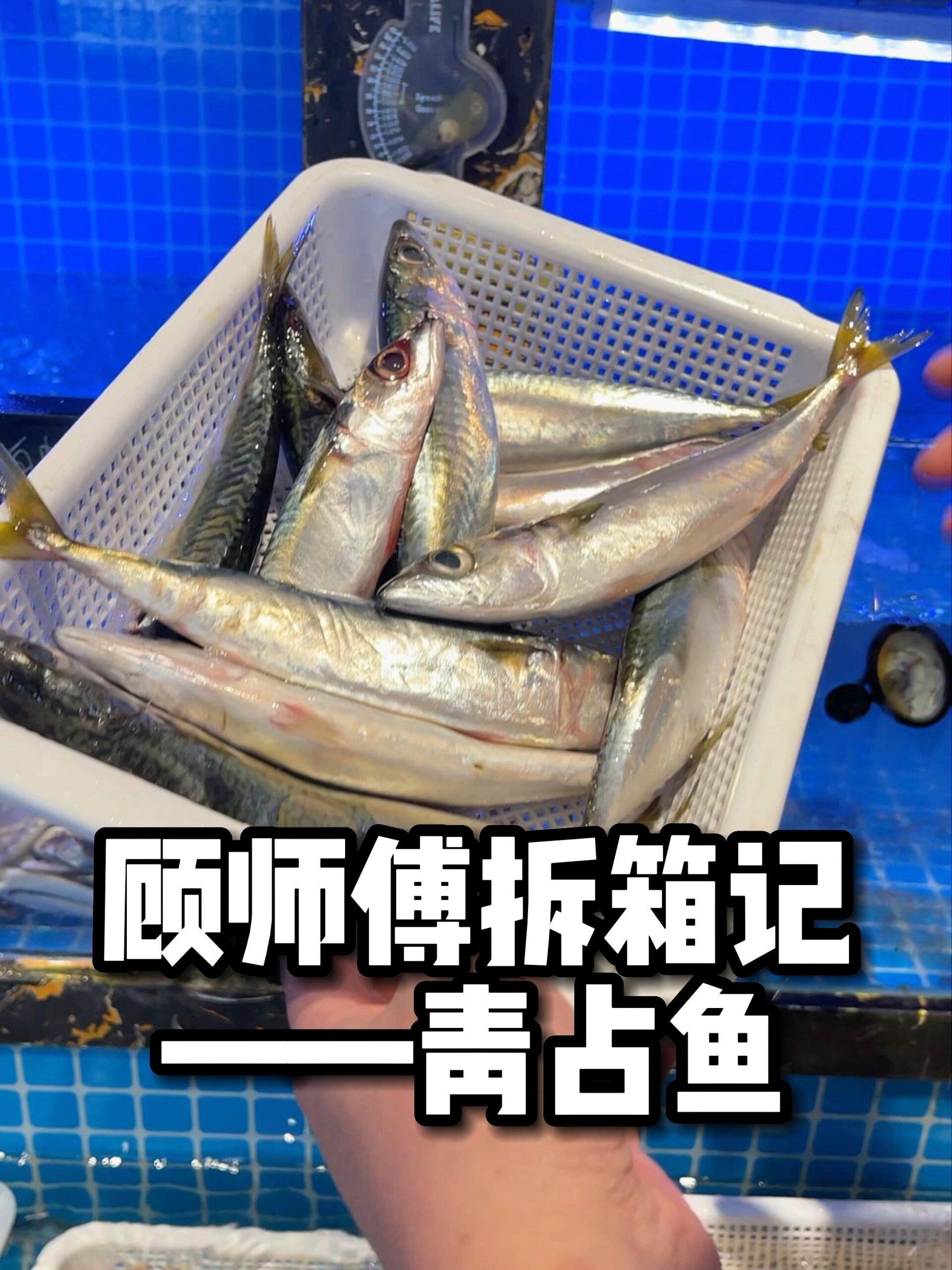 秋刀鱼跟青占鱼你能分辨出来吗