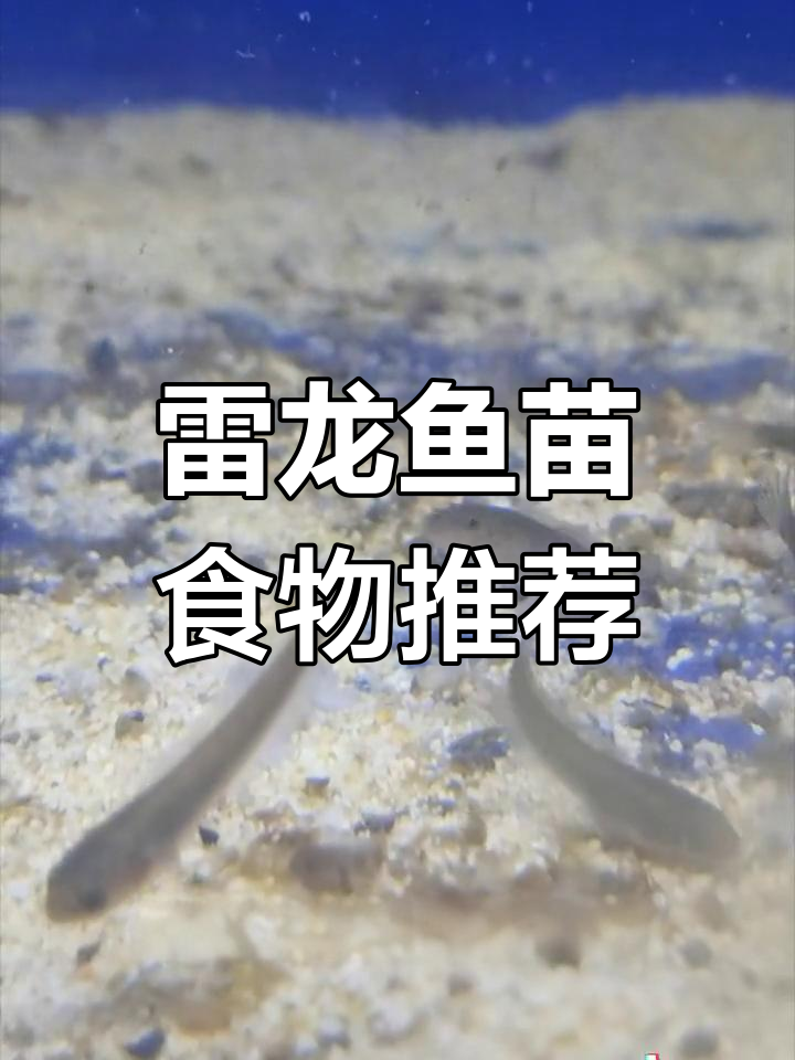 雷龙鱼苗吃什么长得快?饲料、冻虾鱼肉都能喂