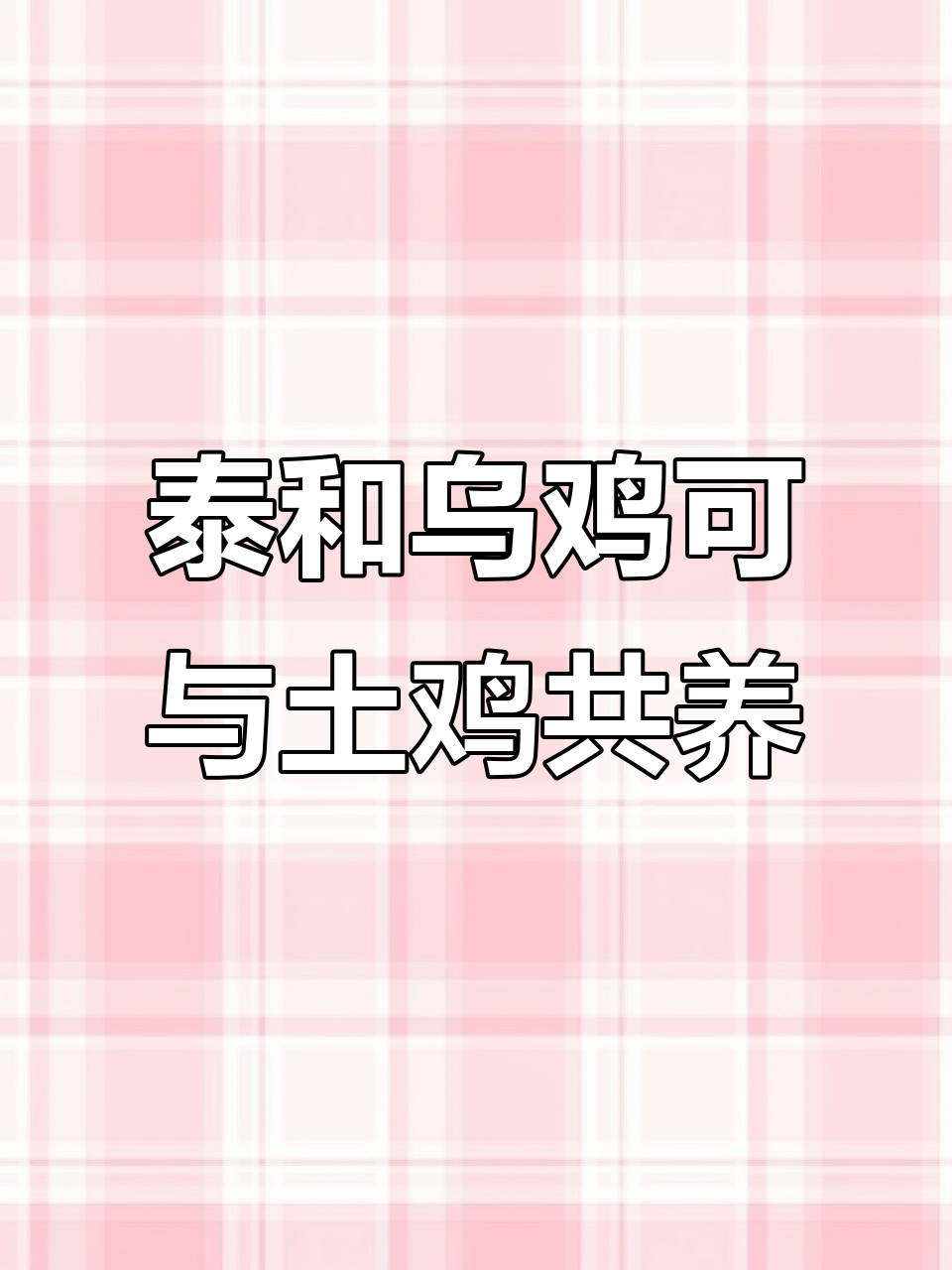泰和乌鸡与土鸡混养完全可行,生态散养更健康
