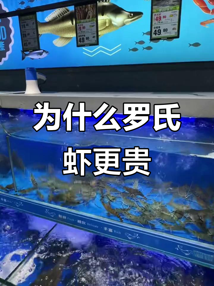 罗氏虾比基围虾贵的原因,脑袋大是关键
