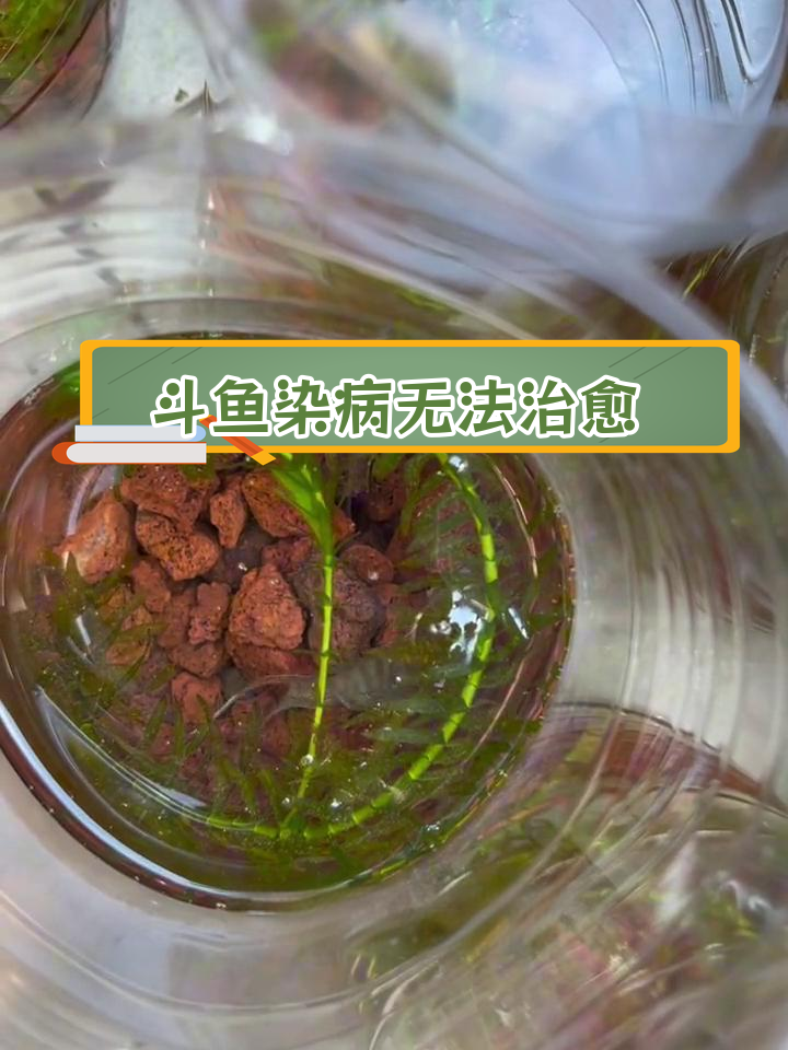 中国斗鱼遭遇肉瘤病,三分之二死亡