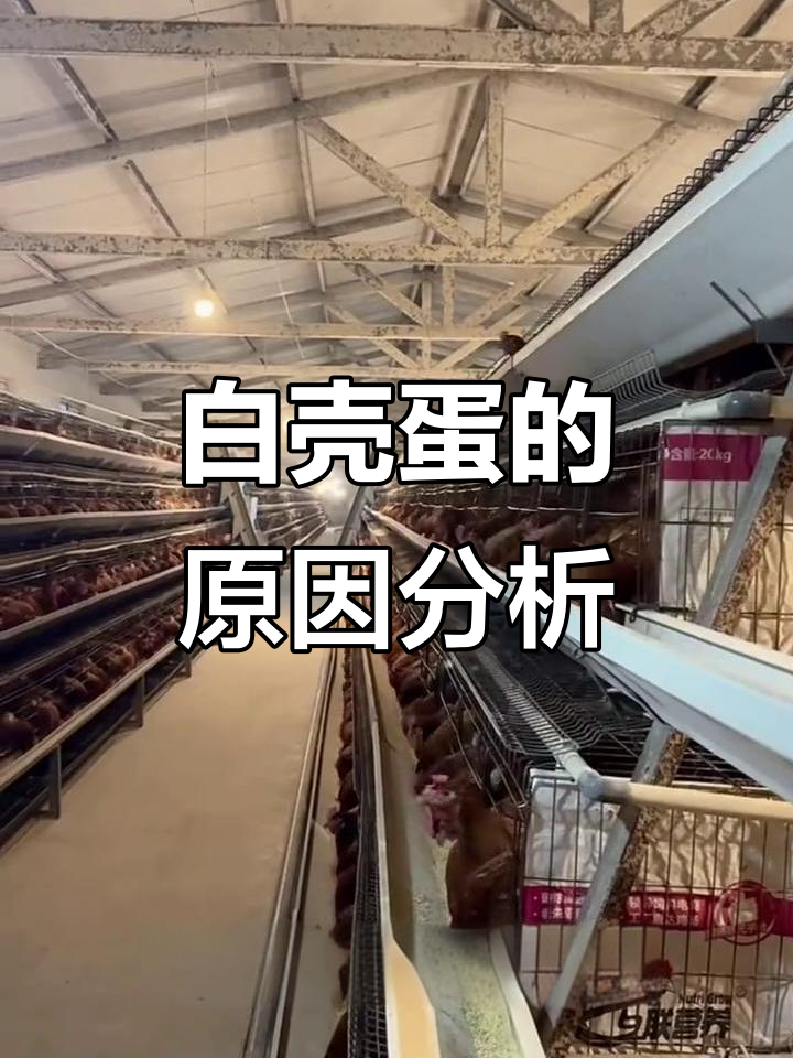 夏季蛋鸡下白壳蛋？这原因你得知道