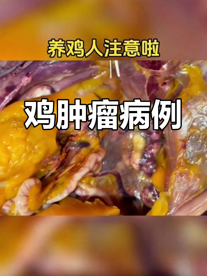 鸡肿瘤病症状分析