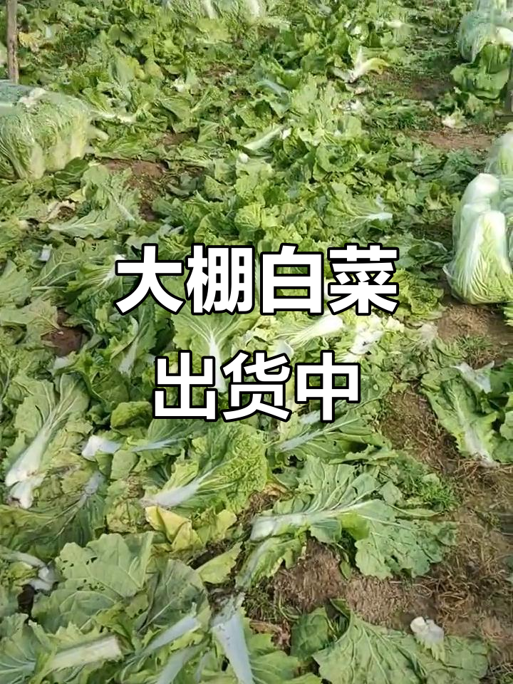 夏邑大棚白菜丰收，新鲜出货忙