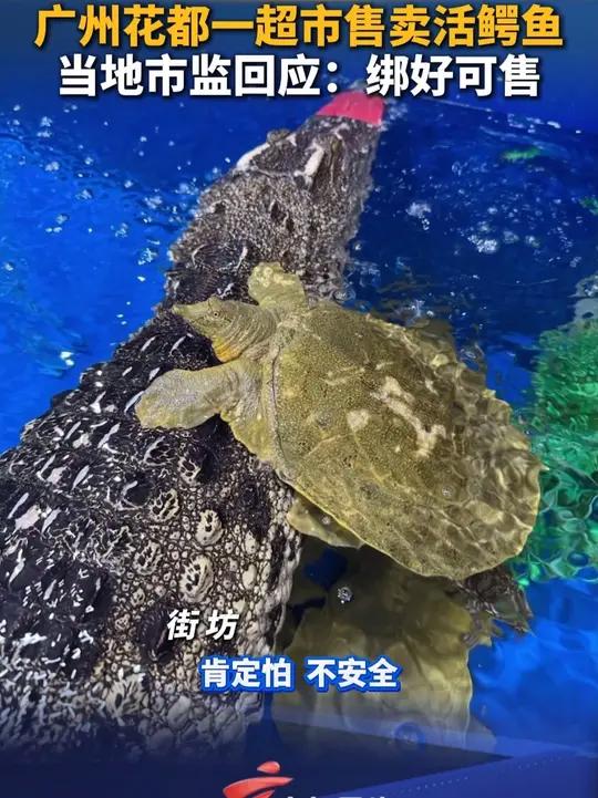 广州花都一超市售卖活鳄鱼，当地市监回应：绑好可售