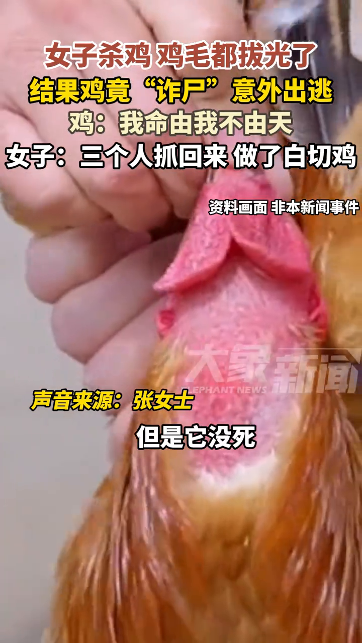 女子杀鸡拔毛,毛都拔光了,没想到鸡竟撒腿就跑