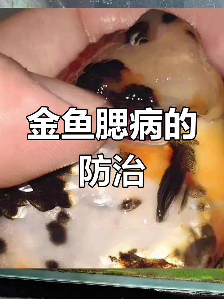 金鱼腮病如何应对?