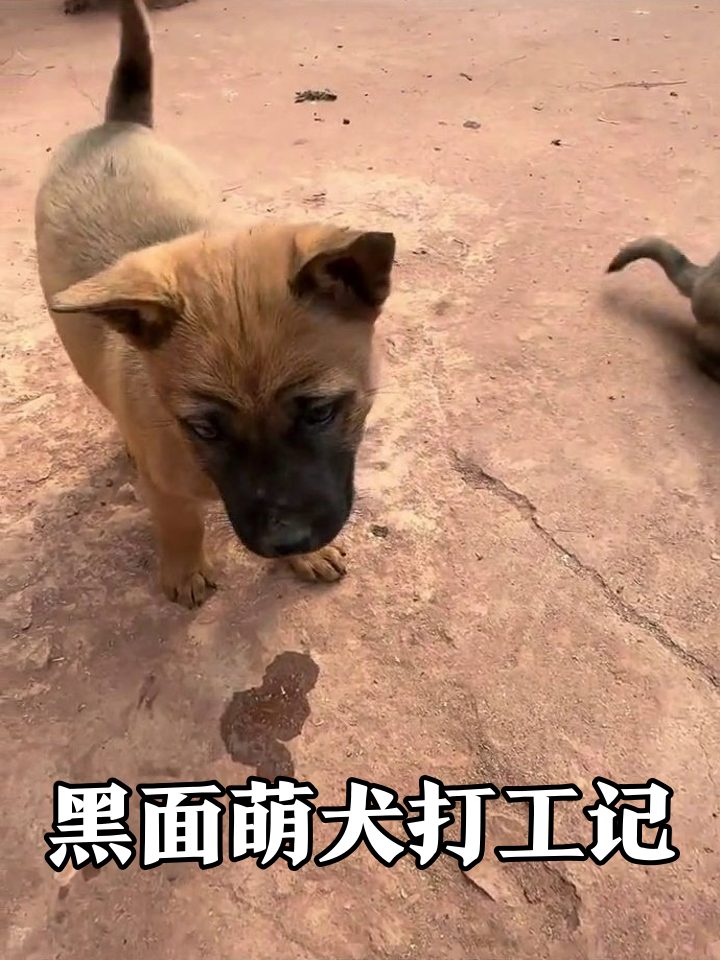 黑面小狗装凶翻车现场,兄弟萌围观母鸡秒怂