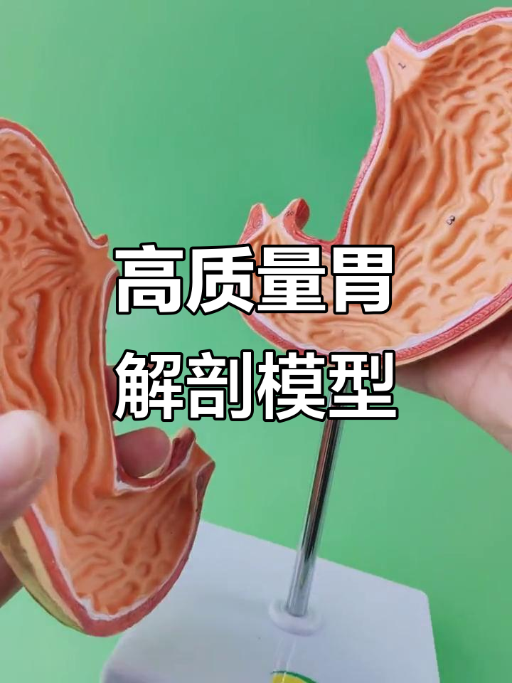 胃部解剖模型,细节展示幽门、粘膜与血管结构