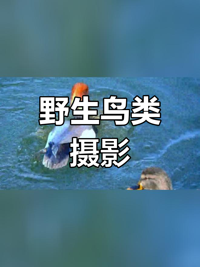 赤嘴潜鸭的美丽瞬间