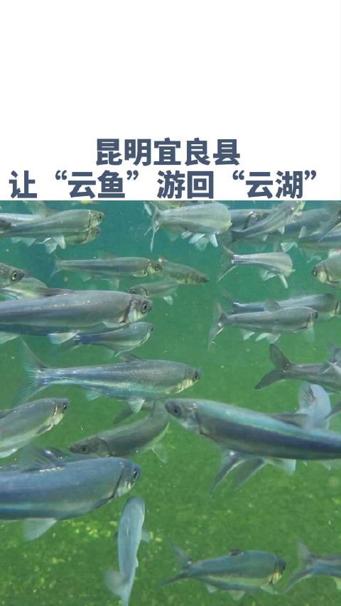 「学精神 抓落实 促发展 昆视记者县区行 丨如行在画中,让“云鱼”游回“云湖”!」曾被列为
