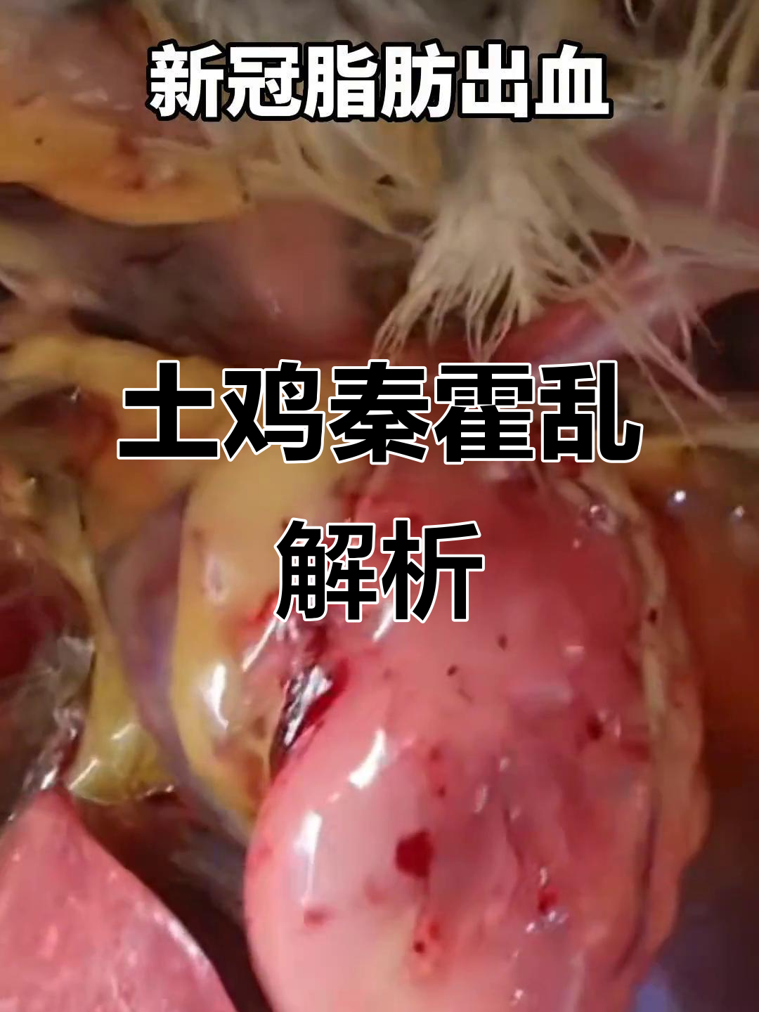 散养土鸡常见病:秦霍乱肝脏病变分析