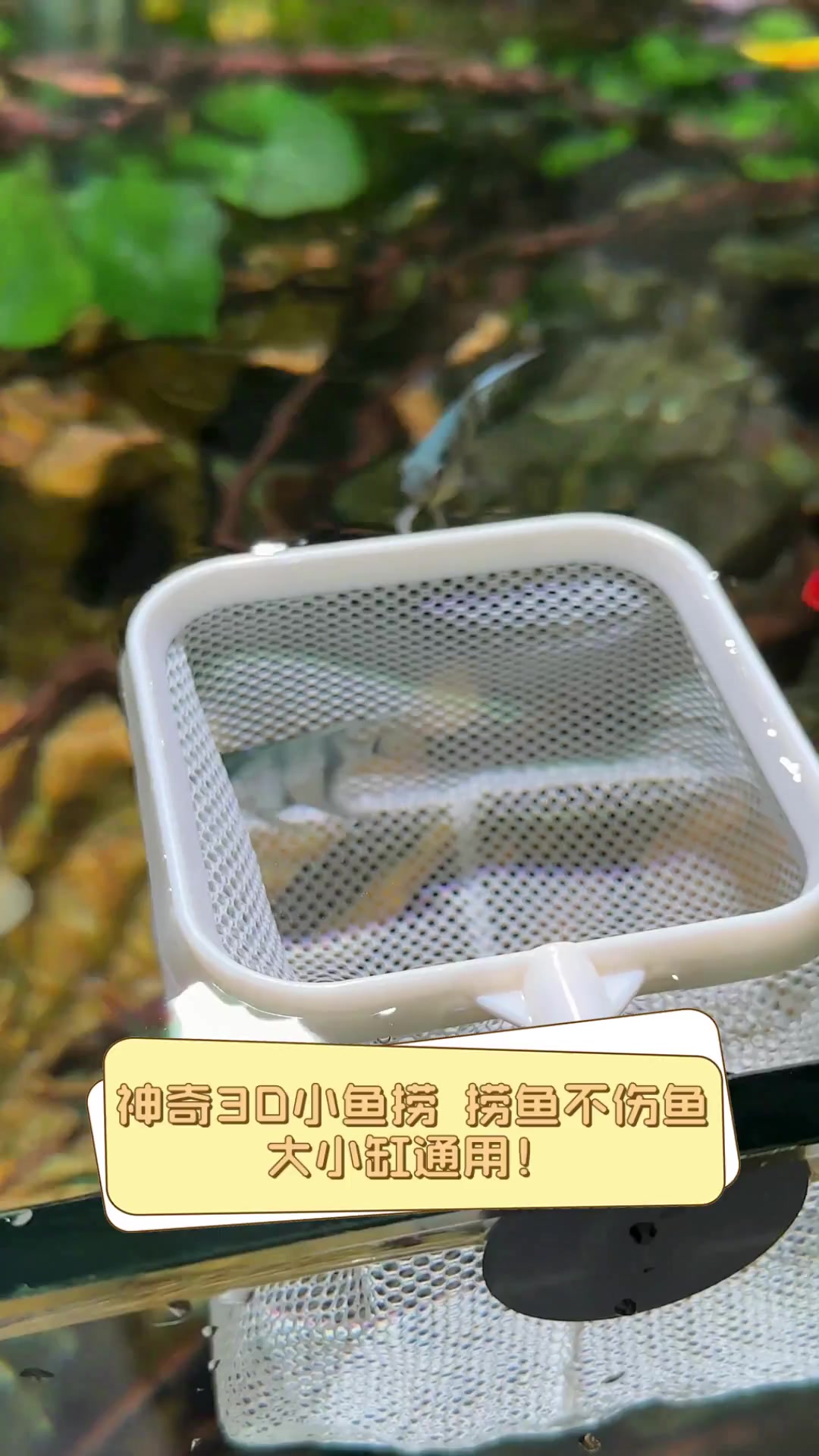 神奇3D小鱼捞,捞鱼不伤鱼,大小缸通用!