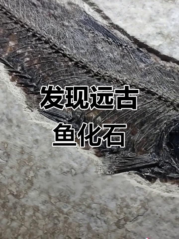从石头中清理出五千万年前的鱼化石，栩栩如生令人惊叹