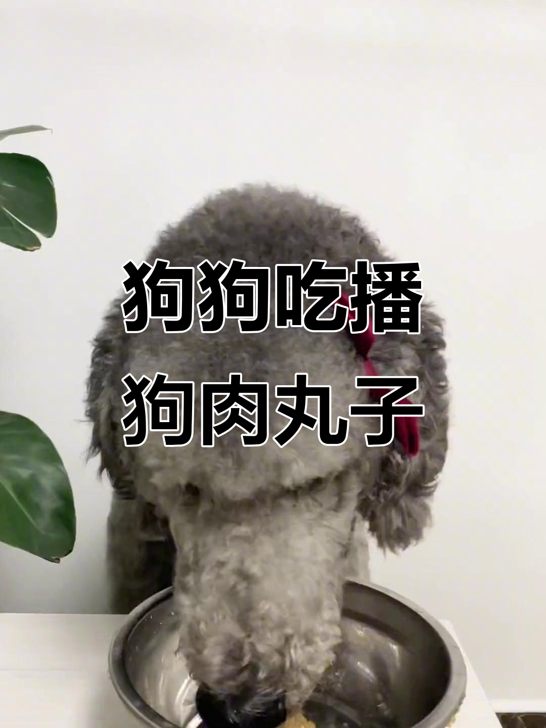狗子吃狗肉丸子的表情,太搞笑了!