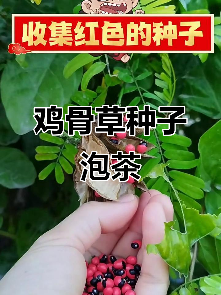 鸡骨草种子与红茶的奇妙搭配，汤不多却味道十足