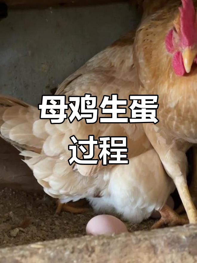 老母鸡下蛋全过程揭秘