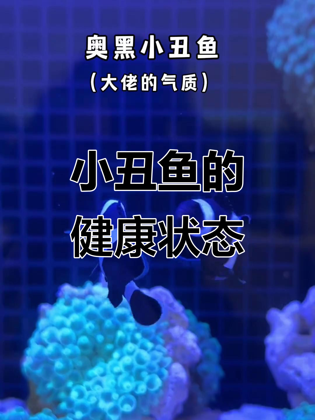 小丑鱼品种大揭秘,皮实壮实的它们状态超好