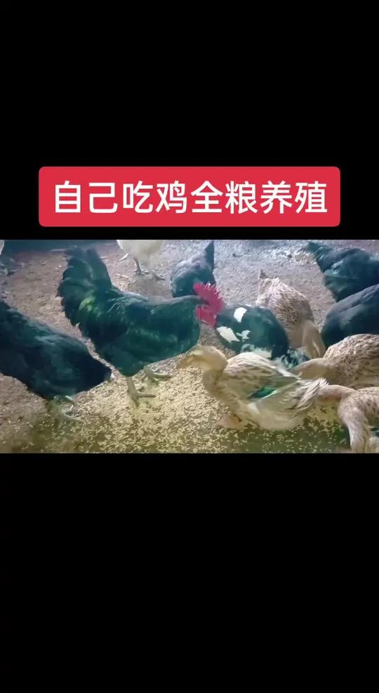自己吃的鸡,全稻谷养殖,正宗粮食鸡