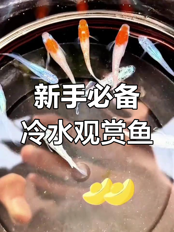 观背青鳅:新手必养的冷水观赏鱼,零到四十度都能养